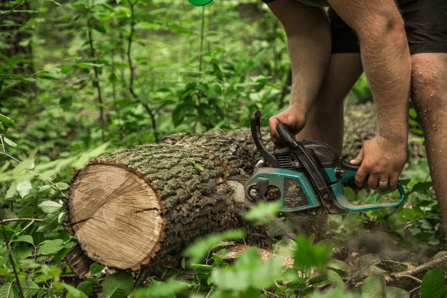 Best Stump Grinding Near Me  in Anaconda, MT